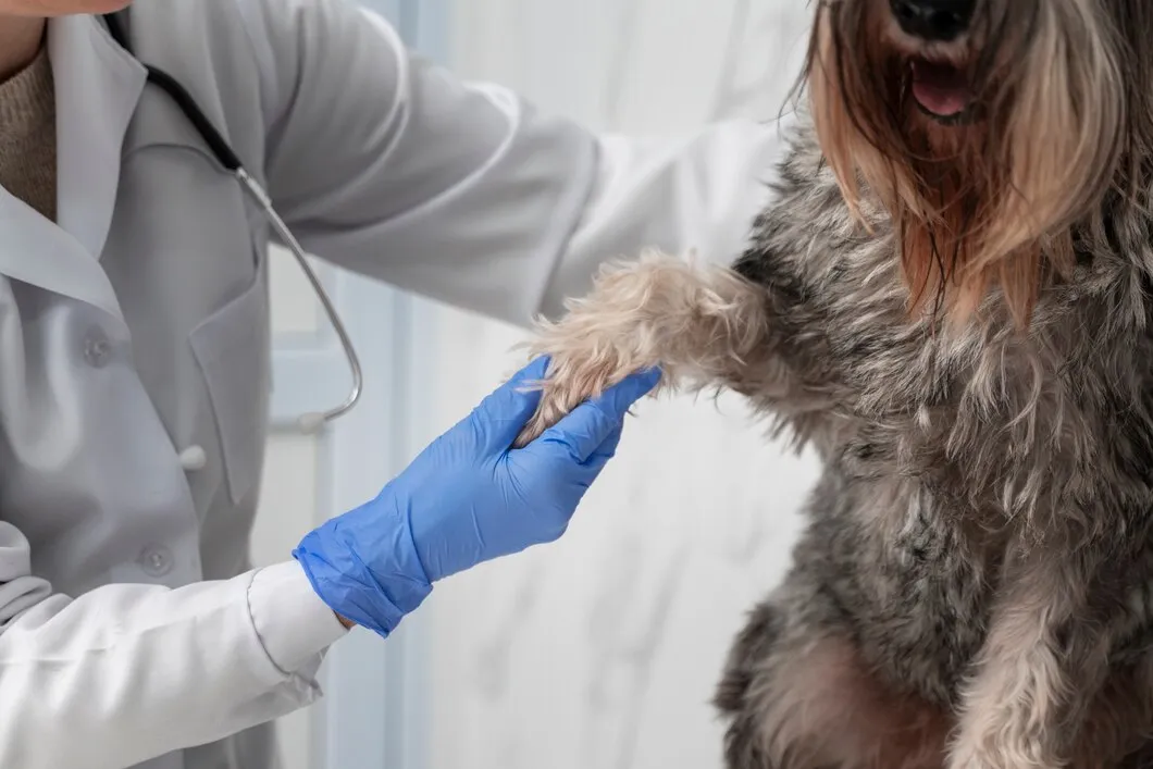 Ветеринарная экспертиза после вакцинации животного