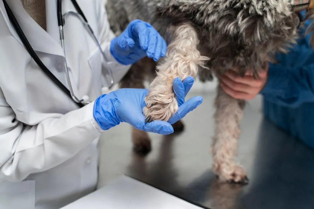 Ветеринар дает последний укол собаке