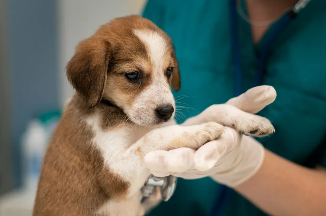Подготовка к инъекции в ветеринарной клинике