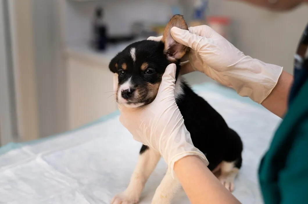 Ветеринарный врач применяет спрей от блох к собаке