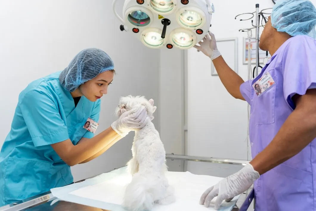 Ветеринарный врач проводит обследование собаки в Москве