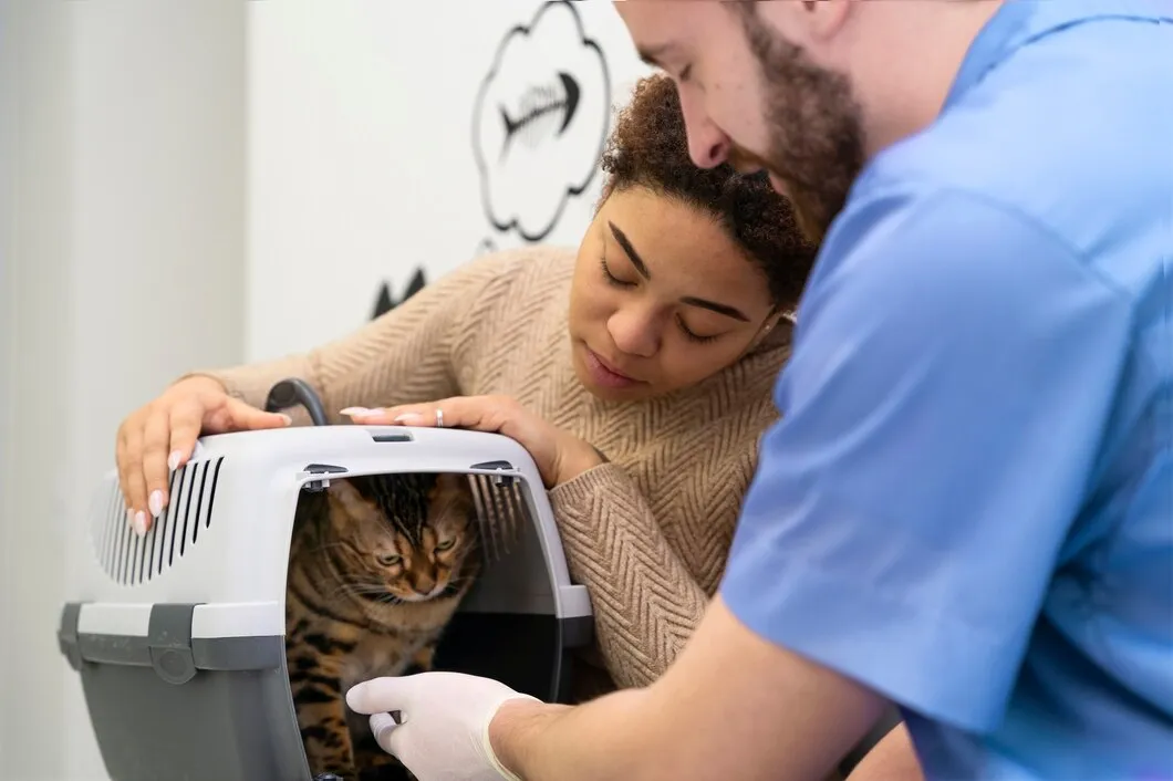 Специализированные офтальмологические услуги для кошек