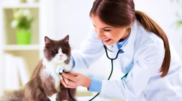 Ветеринар проводит осмотр кошки в клинике