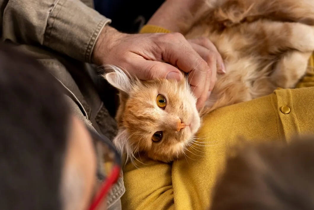 Кремация собак и кошек в ветеринарной клинике