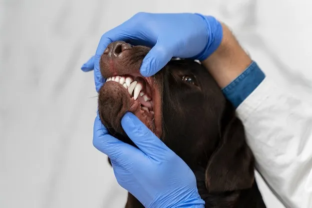 Ветеринарный стоматолог животных
