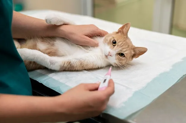 Кастрация кошек в ветеринарной клинике
