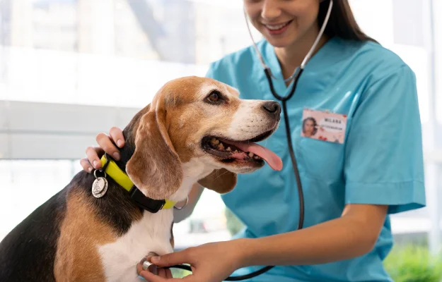 Положительные результаты лечения собак благодаря нашим ветеринарным услугам