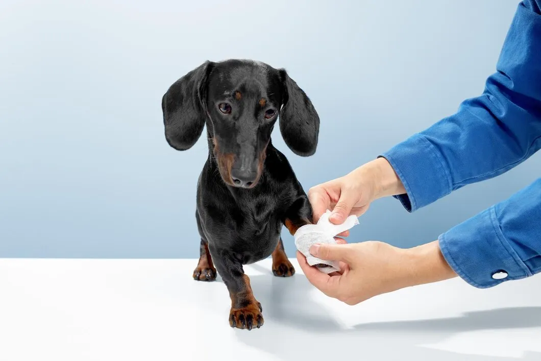 Вакцинация щенка для предотвращения заболеваний