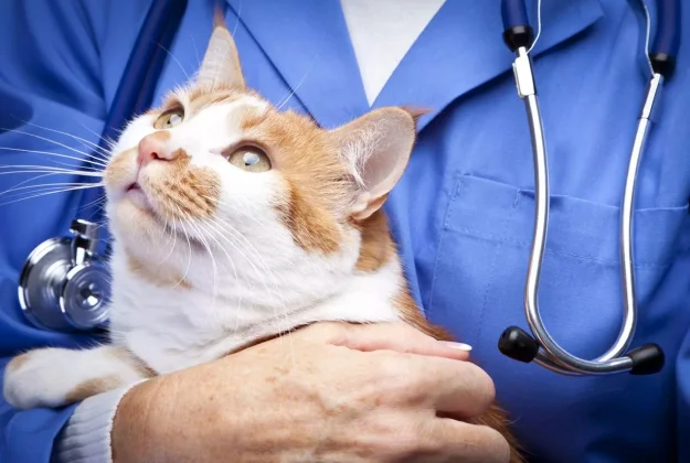 Процесс терапии кошки в ветеринарной клинике