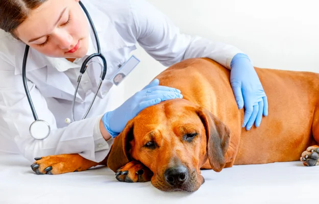 Специализированный осмотр и лечение рептилий в ветеринарной клинике