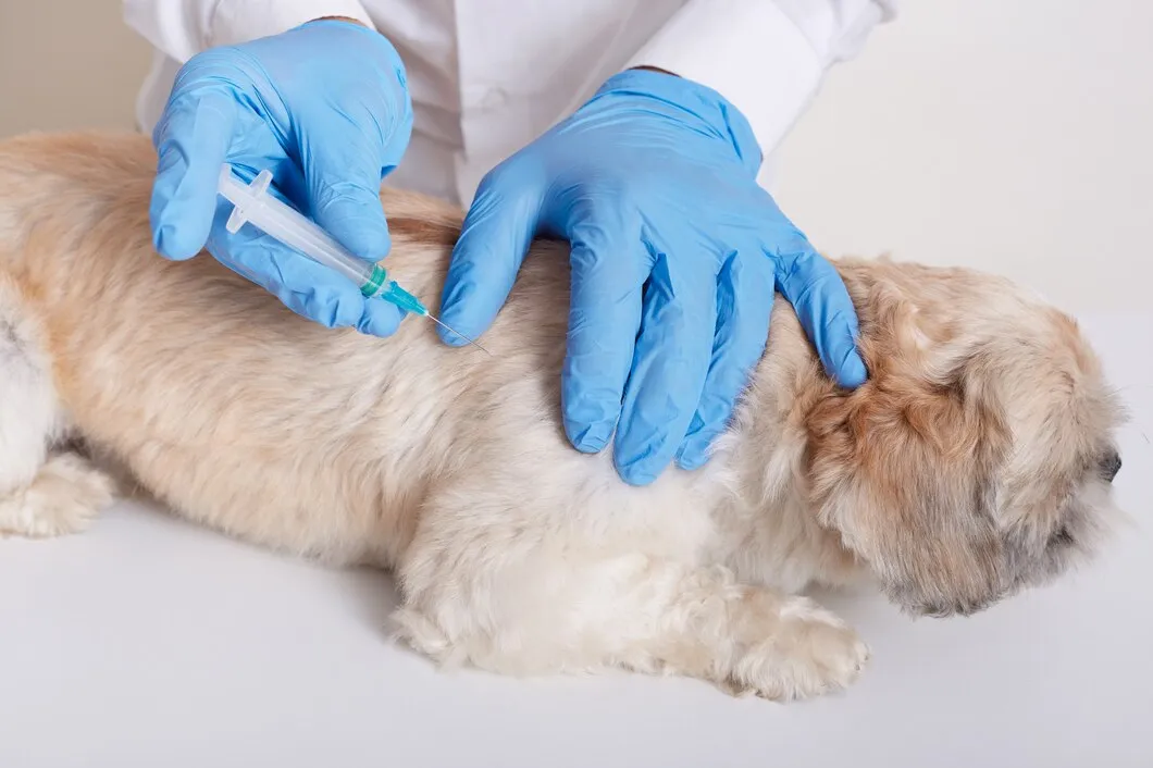 Вакцинация собаки в ветеринарной клинике