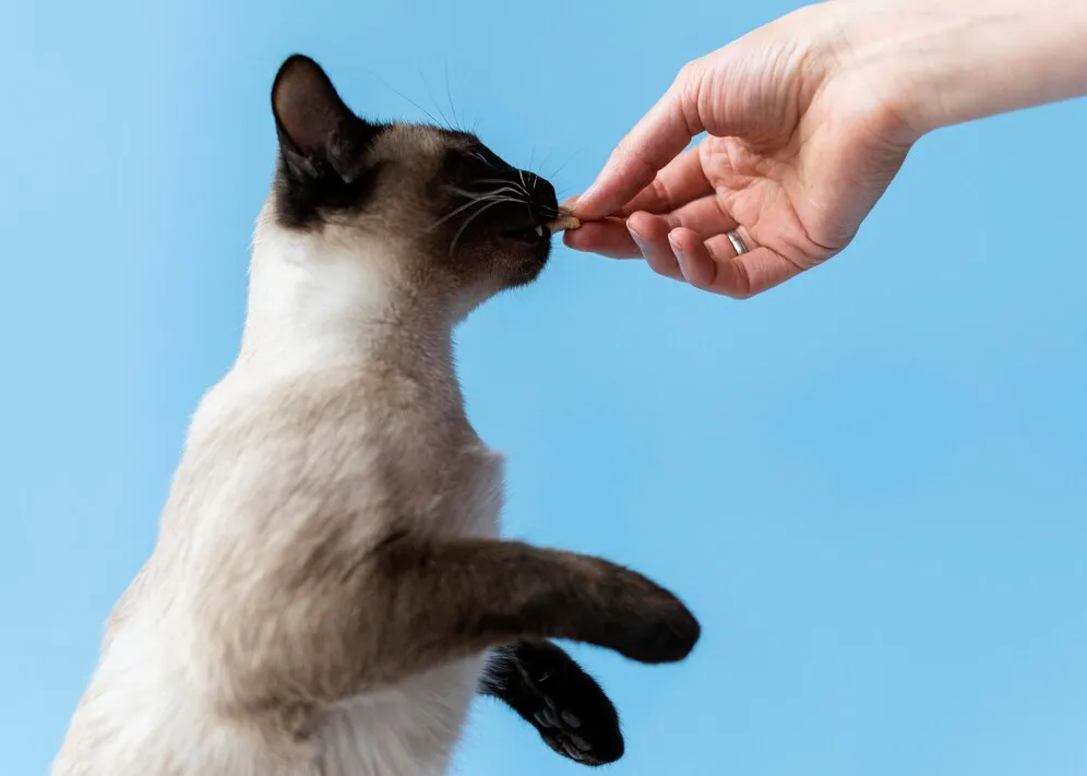 Ветеринарный врач применяет спрей от блох на кошке