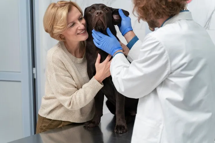 Ветеринар проводит терапию у собаки