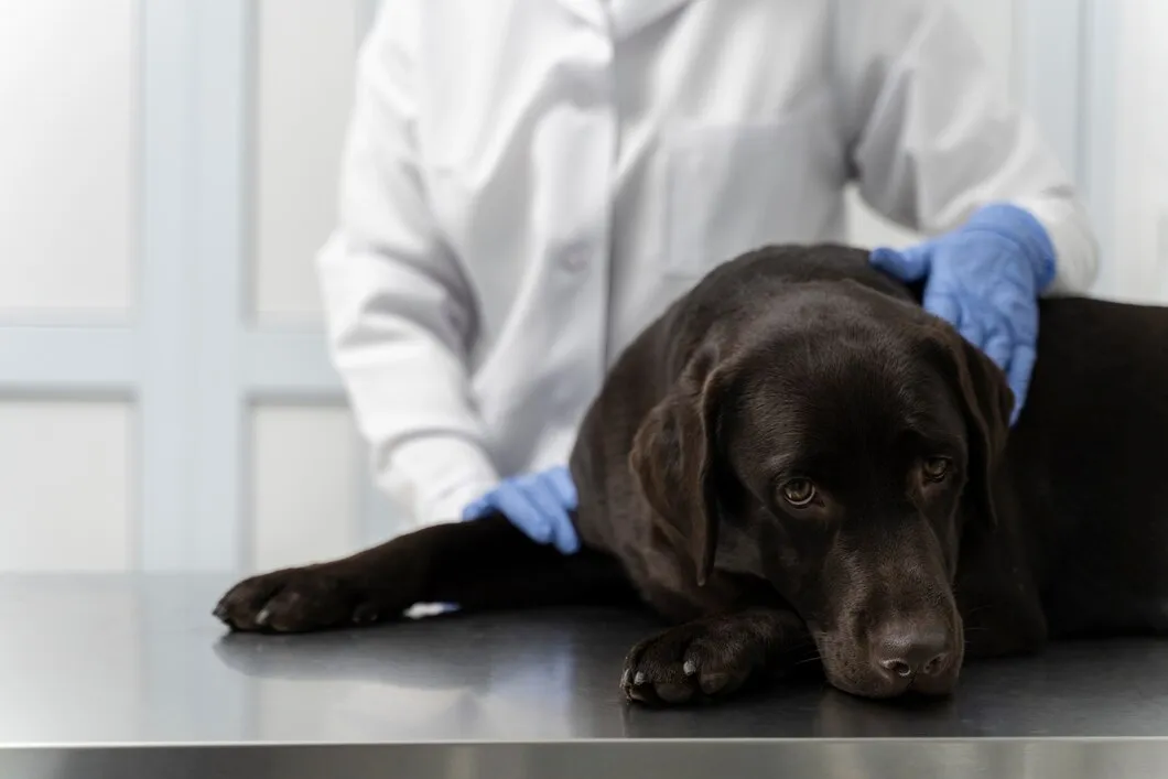 Процесс родовспоможения у собаки в ветеринарной клинике