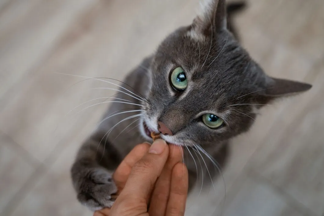 Вакцинация кошек в ветеринарной клинике