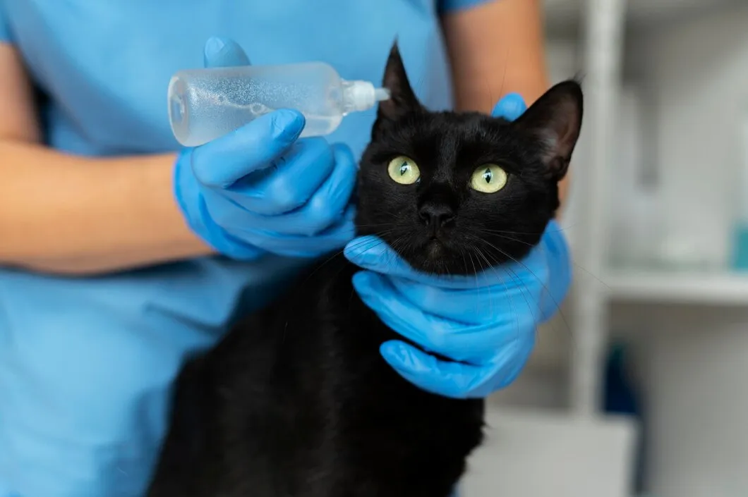 Круглосуточная ветеринарная клиника для кошек