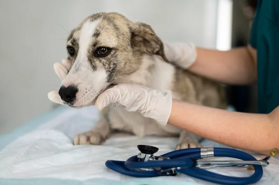 Круглосуточная ветеринарная клиника для собак