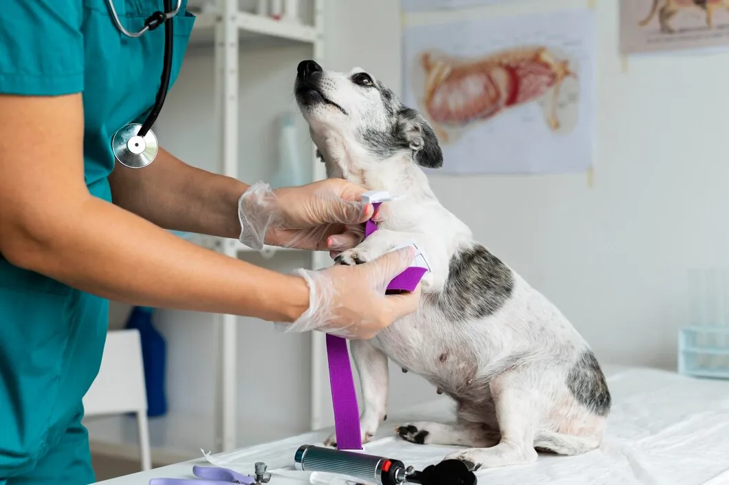 Процесс проведения вакцинации у собаки в ветеринарной клинике