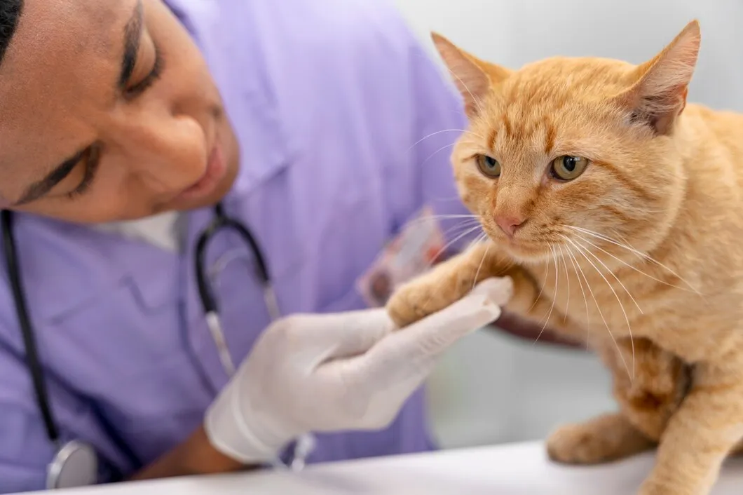 Родовспоможение кошек в ветеринарной клинике