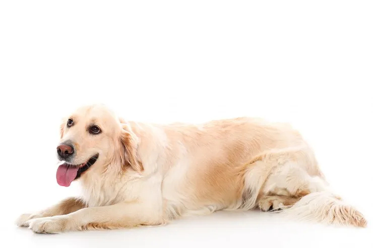 Собака получает родовспоможение от ветеринарного врача в клинике Москвы