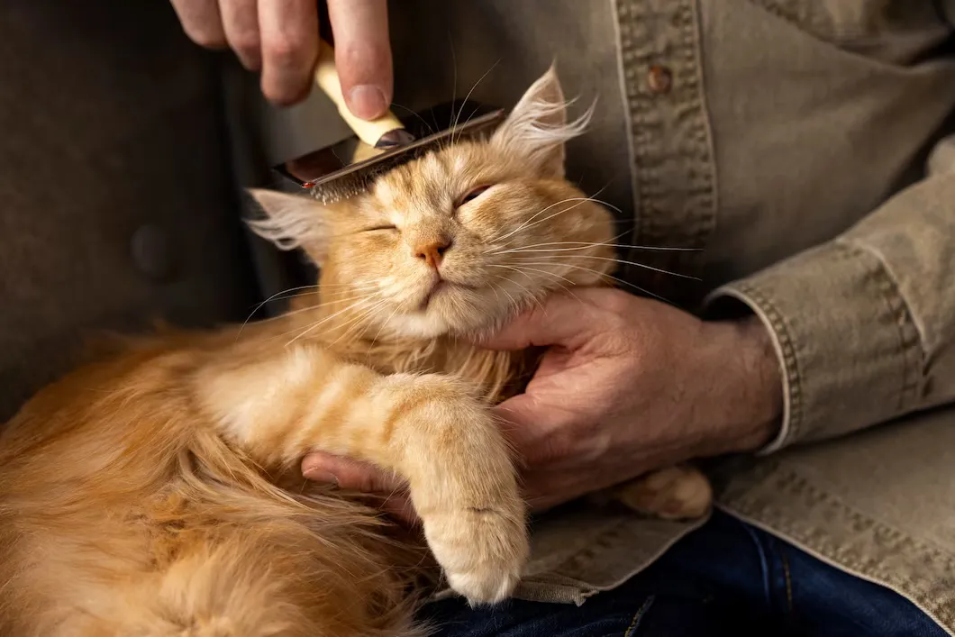 Круглосуточная ветеринарная клиника для кошек