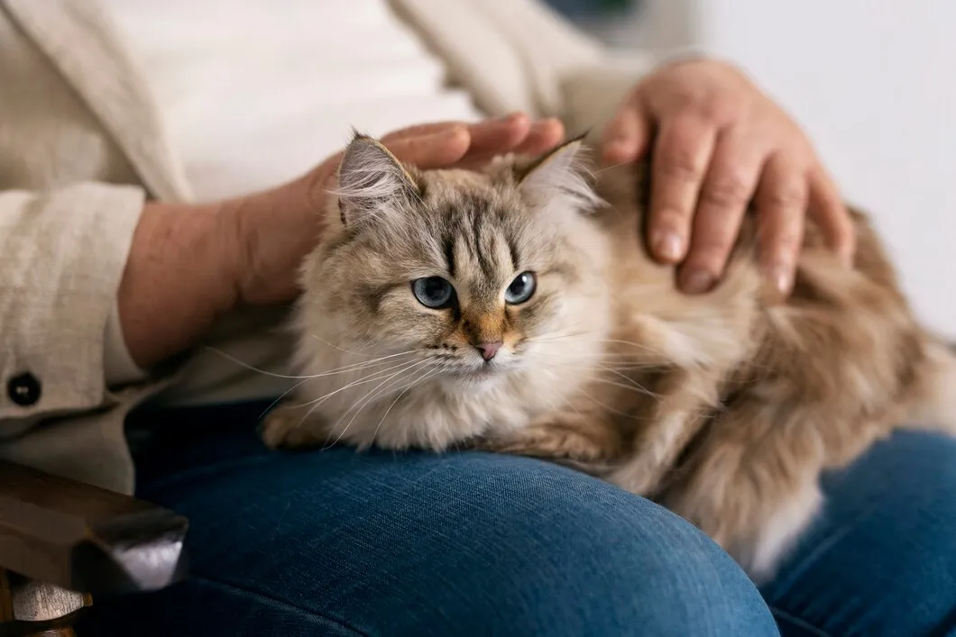 Ветеринар обрабатывает кошку от блох на дому