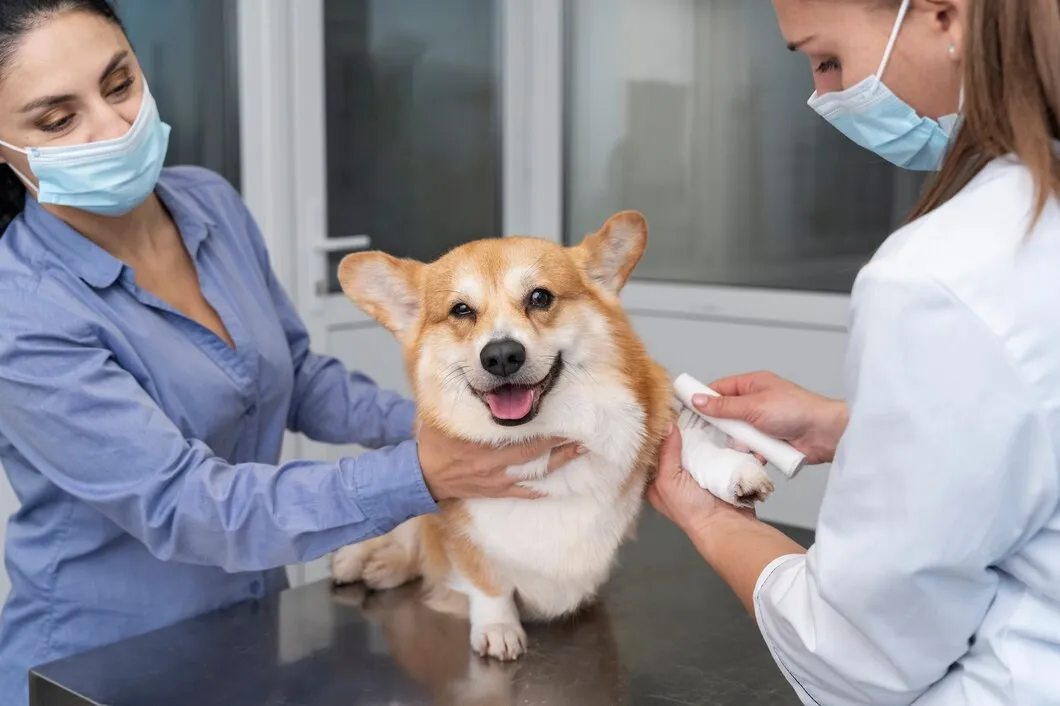 Процесс проведения инъекции у собаки в ветеринарной клинике