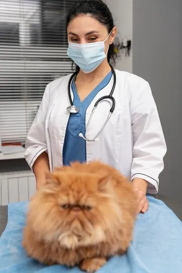 Ветеринарная клиника для кошек в Москве