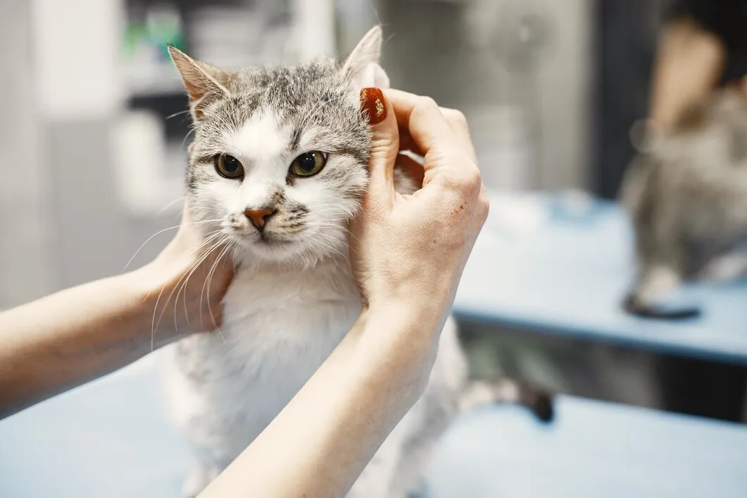 Инъекции для кошек в ветеринарной клинике