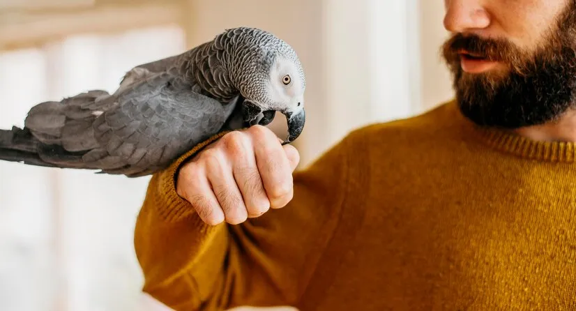 Вакцинация для птиц ветеринаром в Москве
