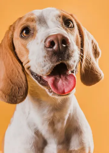 Лечение и уход за собаками в ветеринарном центре
